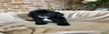 Cavapoo 2