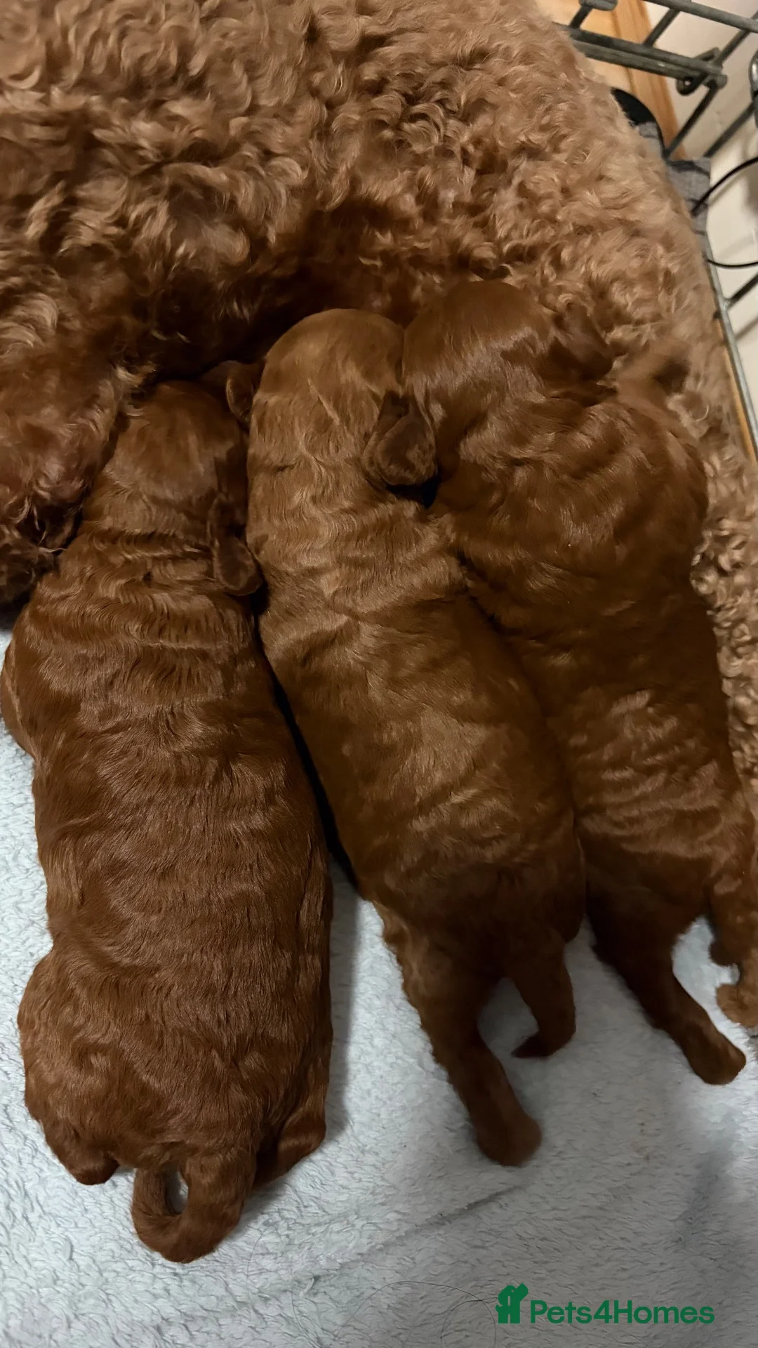 Irish Doodle dogs for sale: 3 Gorgeous Irish Doodle Boy Puppies in Southport - Advert 2