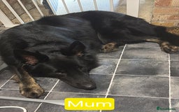 German Shepherd dogs for sale: KC German Shepherd Puppies Blue, White & Black/Tan - Image 2