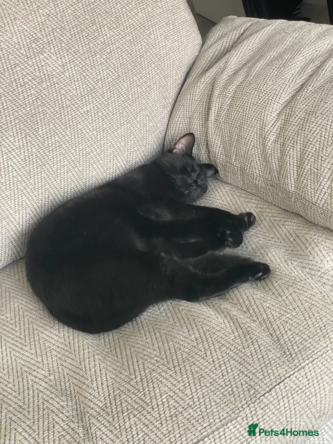 Mixed Breed cats for sale: Energetic Black Cat Looking for Active Loving Home - Advert 7