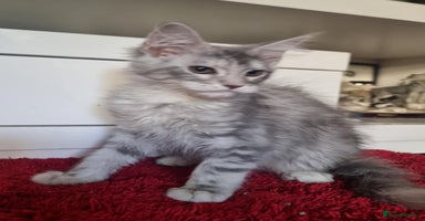 Maine Coon cats - Advert 13