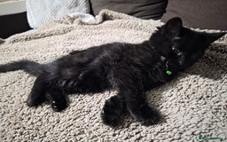 Mixed Breed cats for sale: Adorable fluffy kittens looking for a new home. - Image 8