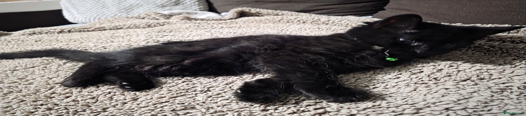 Mixed Breed Kitten 7