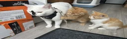 Mixed Breed cats for sale: Beautiful Ginger kittens for sale  - Advert 9