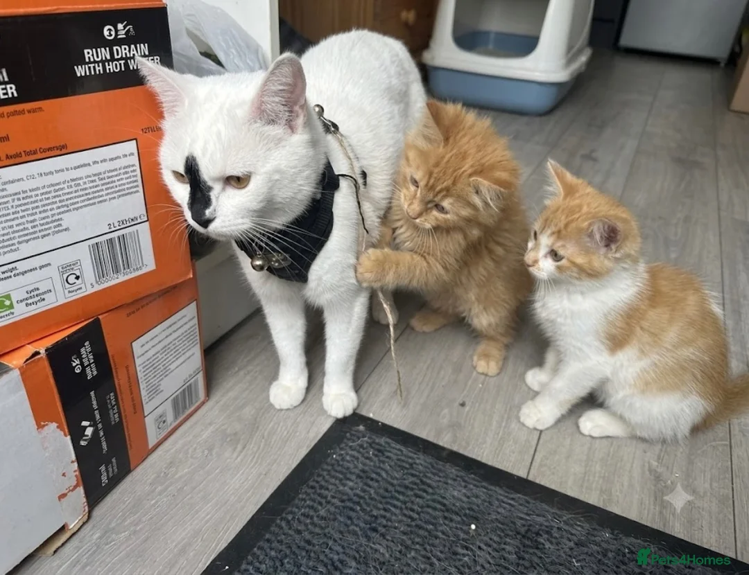 Mixed Breed cats for sale: Beautiful Ginger kittens for sale  - Advert 9