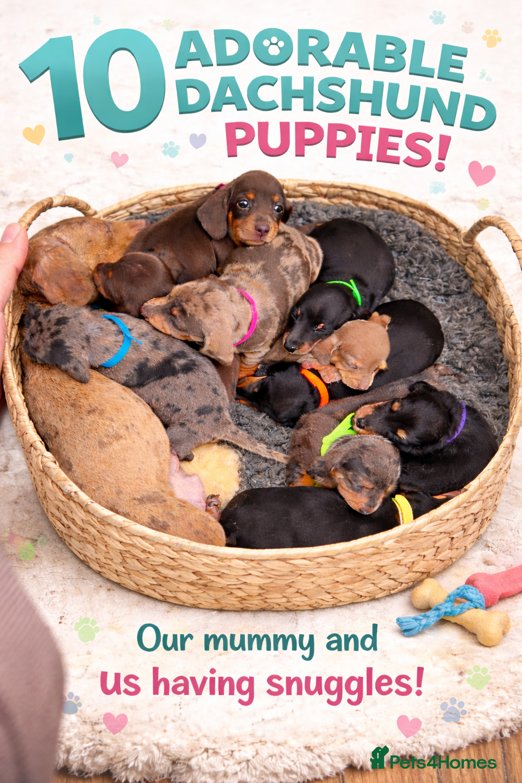 Miniature Dachshund dogs 💫10‼️💫 KC Miniature dachshund for sale 🦴🐶🐾🐾 - Advert 1