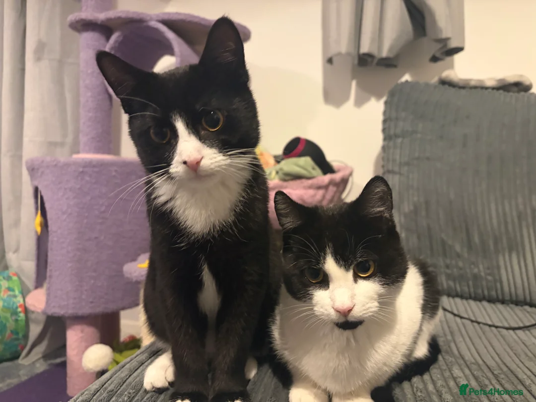 Mixed Breed cats for sale: 2 male kittens  - Advert 1