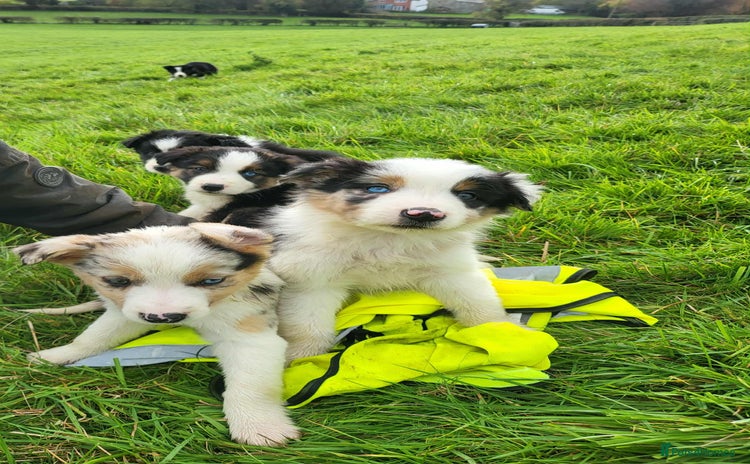 Mixed Breed dogs - Advert 11