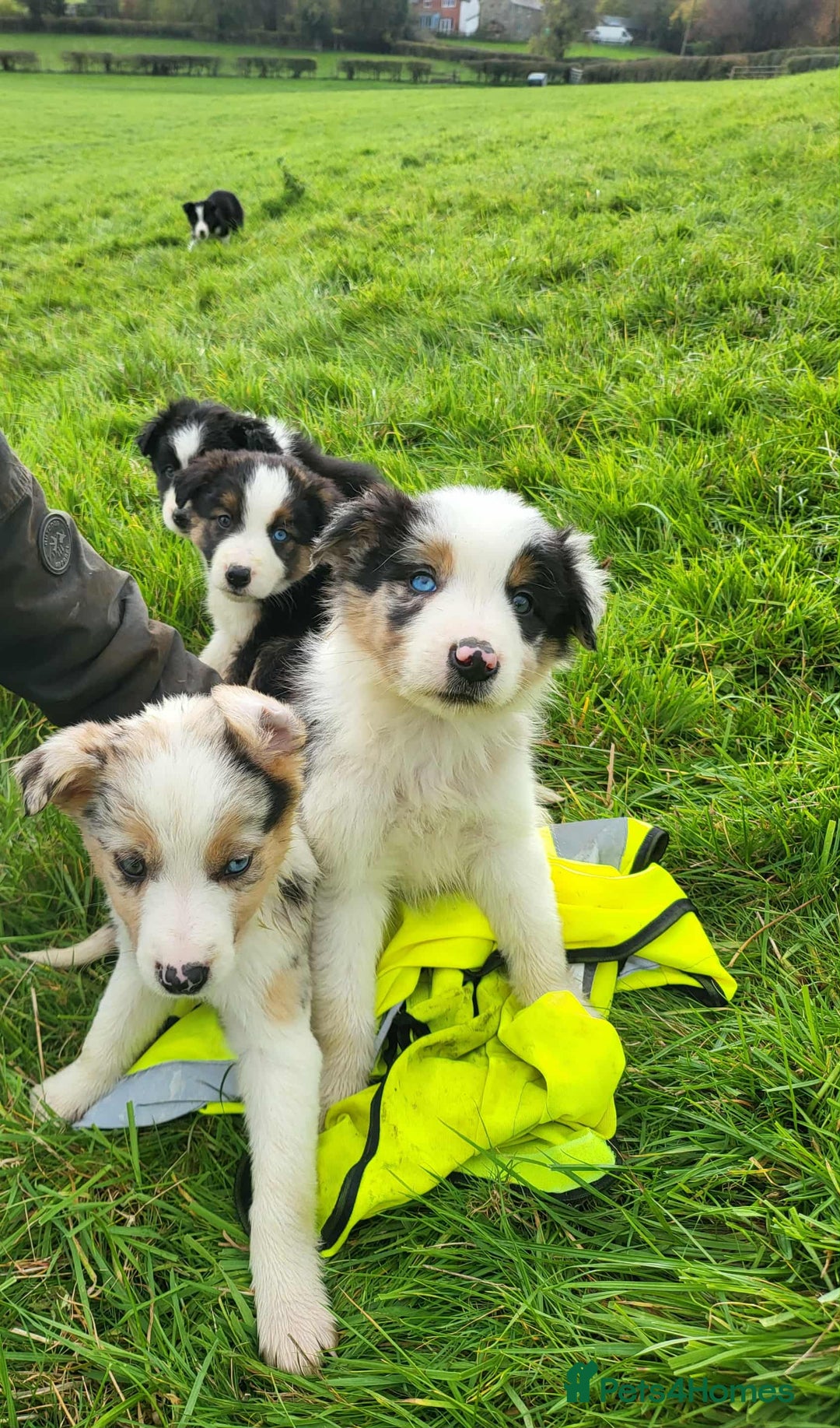 Mixed Breed dogs for sale: 7 Lovely Puppies 2Blue Merle and 5 border Collies. - Image 1