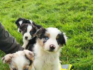 Mixed Breed dogs - Advert 1