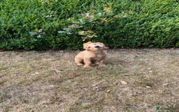 Cocker Spaniel dogs for sale: Stunning Working Cocker Spaniel Puppies - Image 3