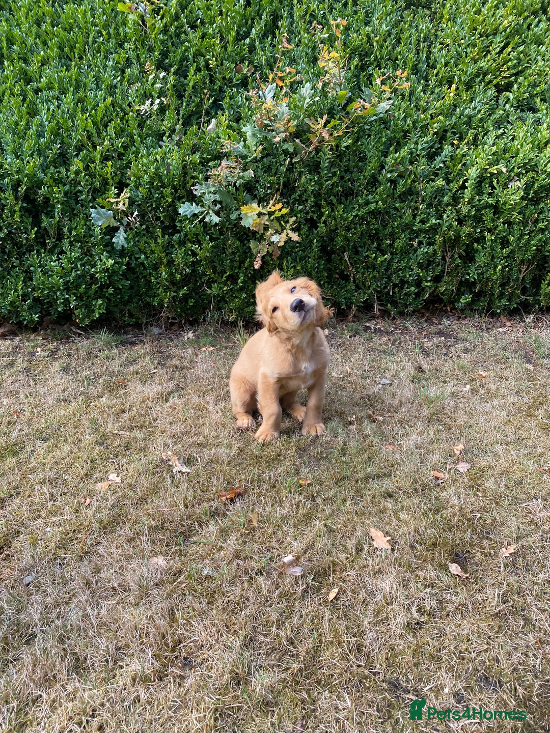 Cocker Spaniel dogs for sale: Stunning Working Cocker Spaniel Puppies - Image 3