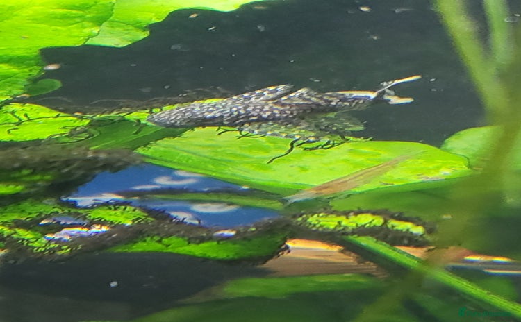 Plecos fish - Advert 1