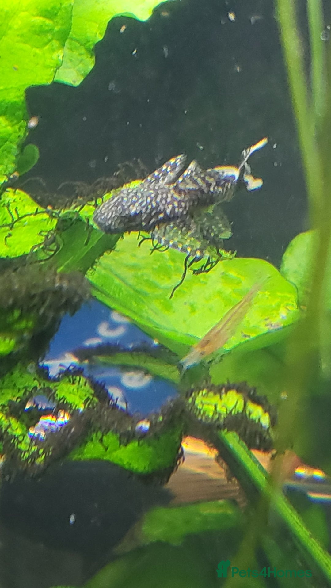 Plecos fish for sale: Tropical fish Bristlenose plec - Image 1