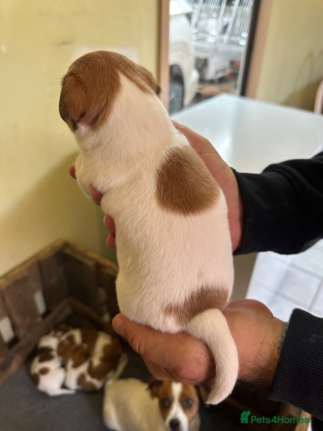 Jack Russell dogs for sale: Socialization jack russell terriers - Image 5