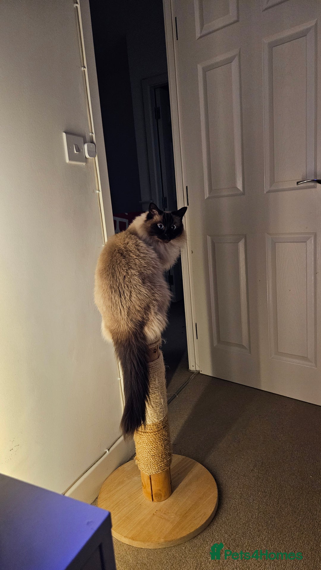 Ragdoll cats for sale: Alice and Layla Two House cats for new home - Image 5