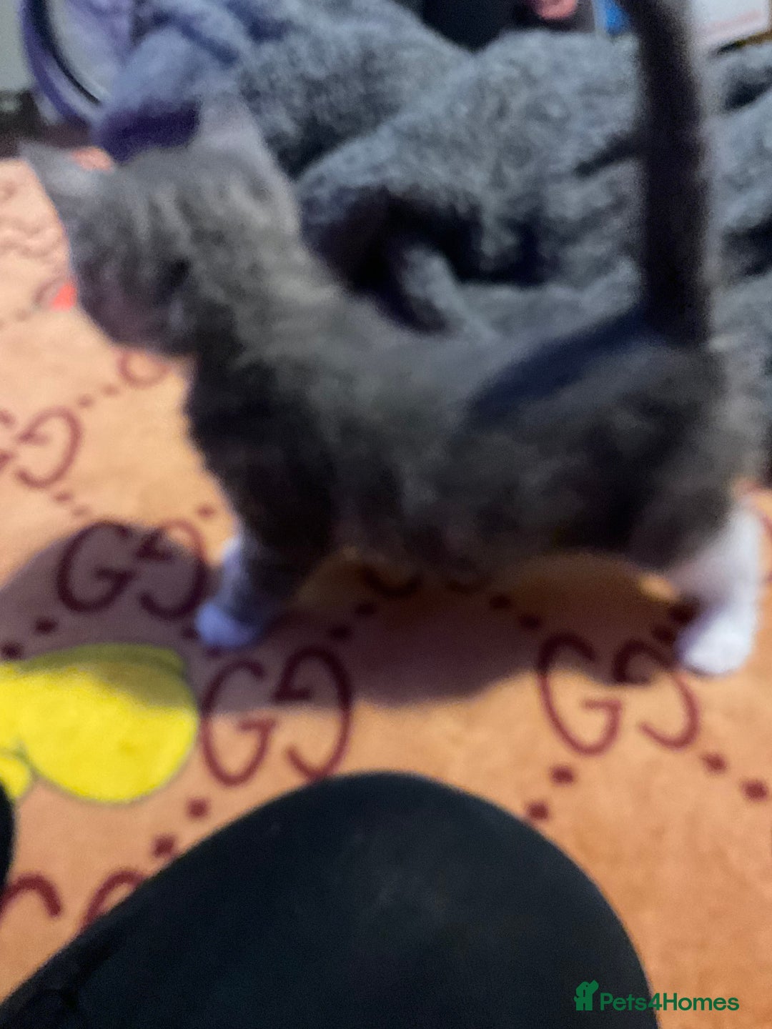 Mixed Breed cats for sale: I’ve been let down and now looking for home - Image 1