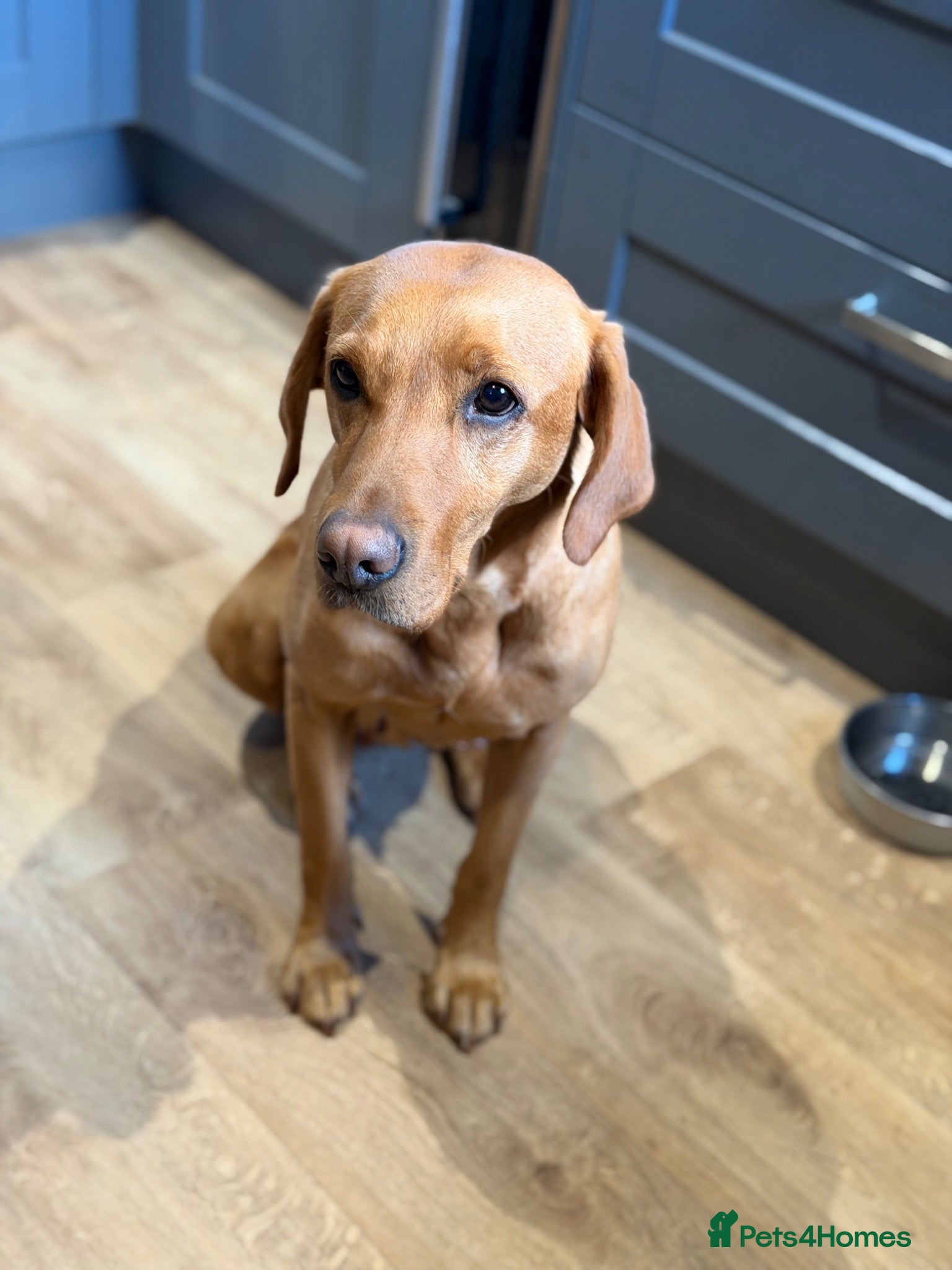 Labrador Retriever dogs Reggie - Advert 1