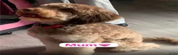 Cavapoo dogs for sale: Beautiful F1B Cavapoo Puppies – Ready to Reserve in Peterborough - Advert 1