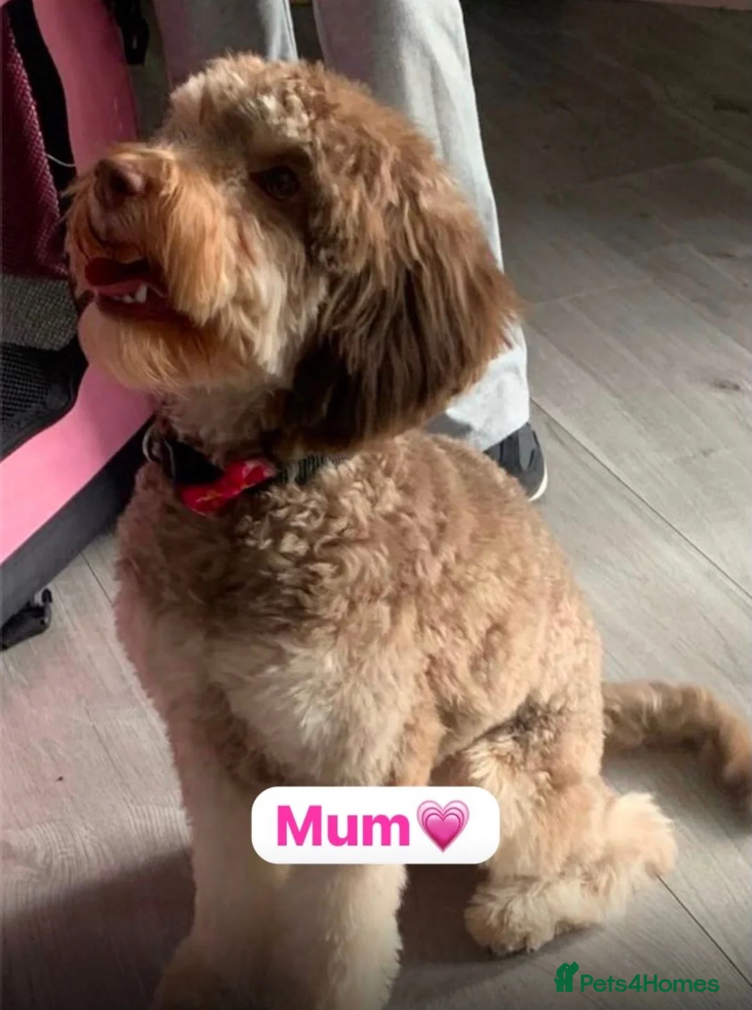 Cavapoo dogs for sale: Beautiful F1B Cavapoo Puppies – Ready to Reserve in Peterborough - Advert 1