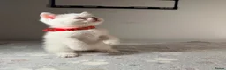 Scottish Fold cats for sale: ⭐️ 5 Beautiful Scottish Folds! ⭐️ - Advert 10