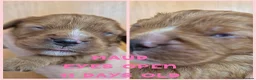 Cavalier King Charles Spaniel dogs for sale: Rkc reg Cavalier Puppies 2 x girls AVAILABLE  - Advert 14