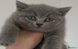 British Shorthair cats for sale: British Shorthair & British Longhair kittens  - Image 2