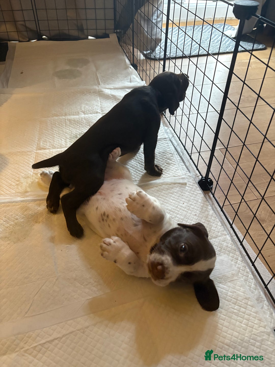 Mixed Breed dogs for sale: Sprockers cross  - Image 2