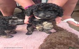 Mixed Breed dogs for sale: toy poodles  - Image 3