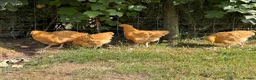 Chickens poultry for sale: Buff Orpington Chicks - Advert 3