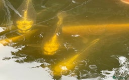 Koi Carp fish for sale: Ghost koi - Image 4