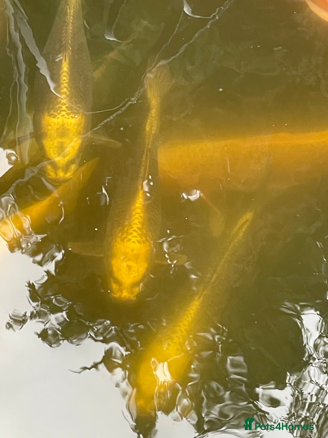 Koi Carp fish for sale: Ghost koi - Image 4