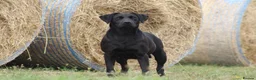 Labrador Retriever dogs for sale: LABRADOR PUPS BOTH PARENTS SUPERB 0/0 HIPS&ELBOWS  - Advert 3