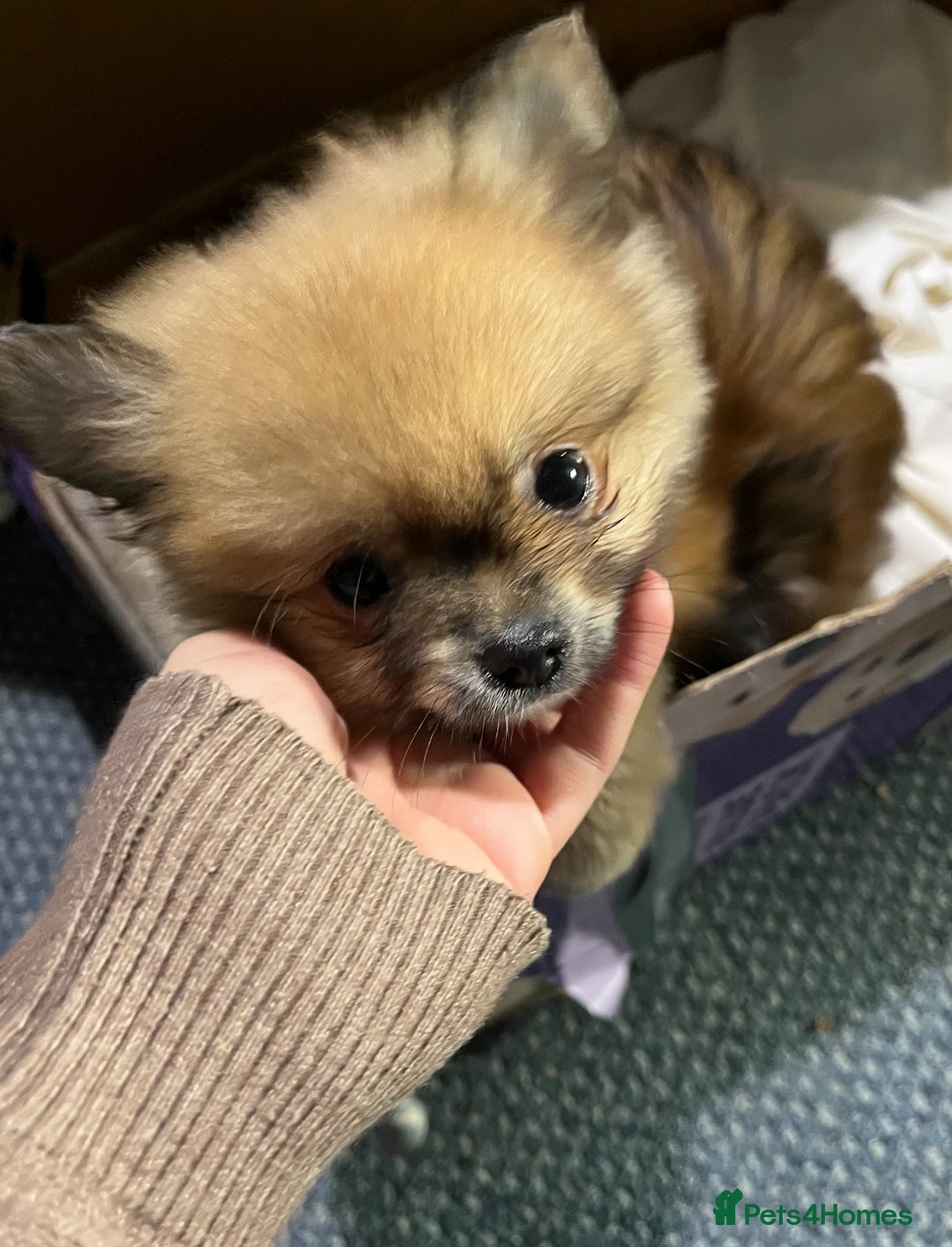Pomeranian dogs for sale: Pom puppy for sale  - Image 15