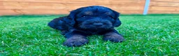 Cockapoo dogs for sale: Cockapoo Babies 🐾🐾🐾 - Advert 8