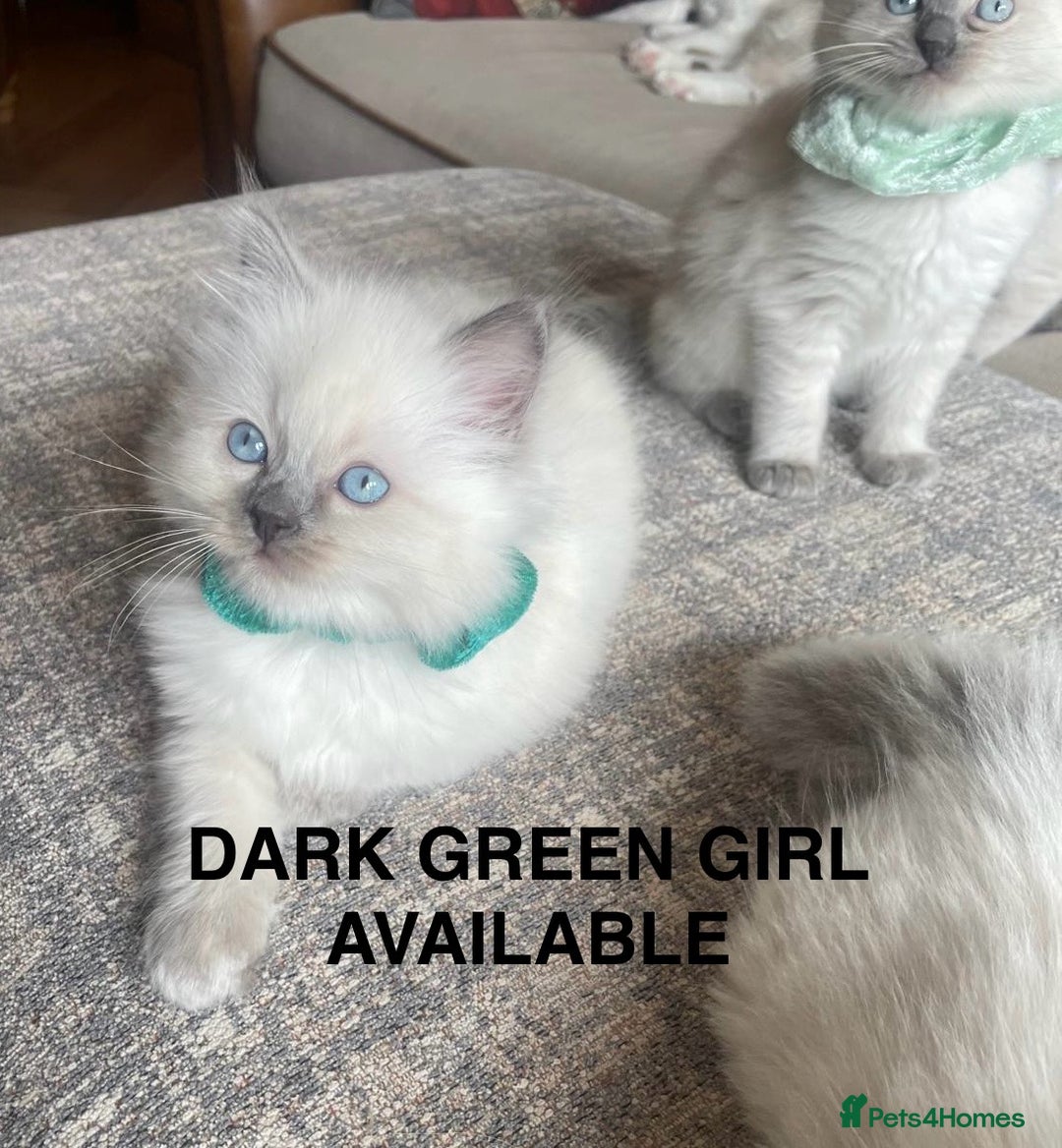 Ragdoll cats for sale: 3 Left! Gorgous blue point girls available🐾 - Image 4