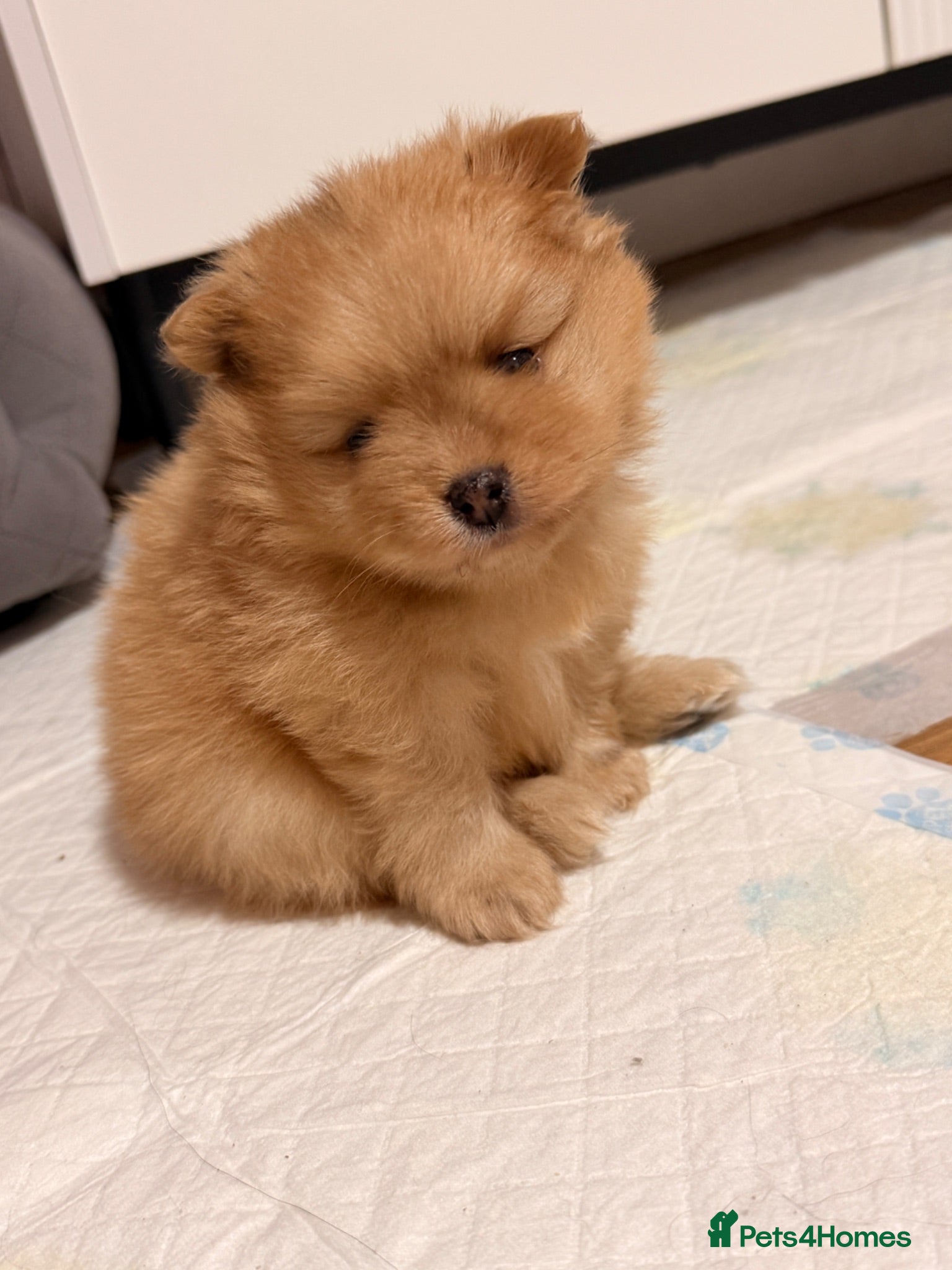Pomeranian dogs 4 weeks old Pomeranian puppies avaliable - Advert 2