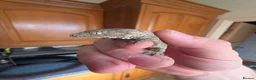 Gecko reptiles for sale: leachianus gecko baby  - Advert 3