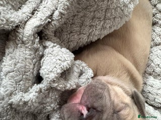 French Bulldog dogs Frenchie puppies 4 sale - Advert 14