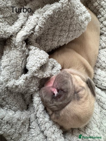 French Bulldog dogs Frenchie puppies 4 sale - Advert 12