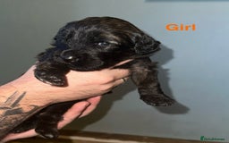 Mixed Breed dogs for sale: F1 Saint Berdoodles - Image 16