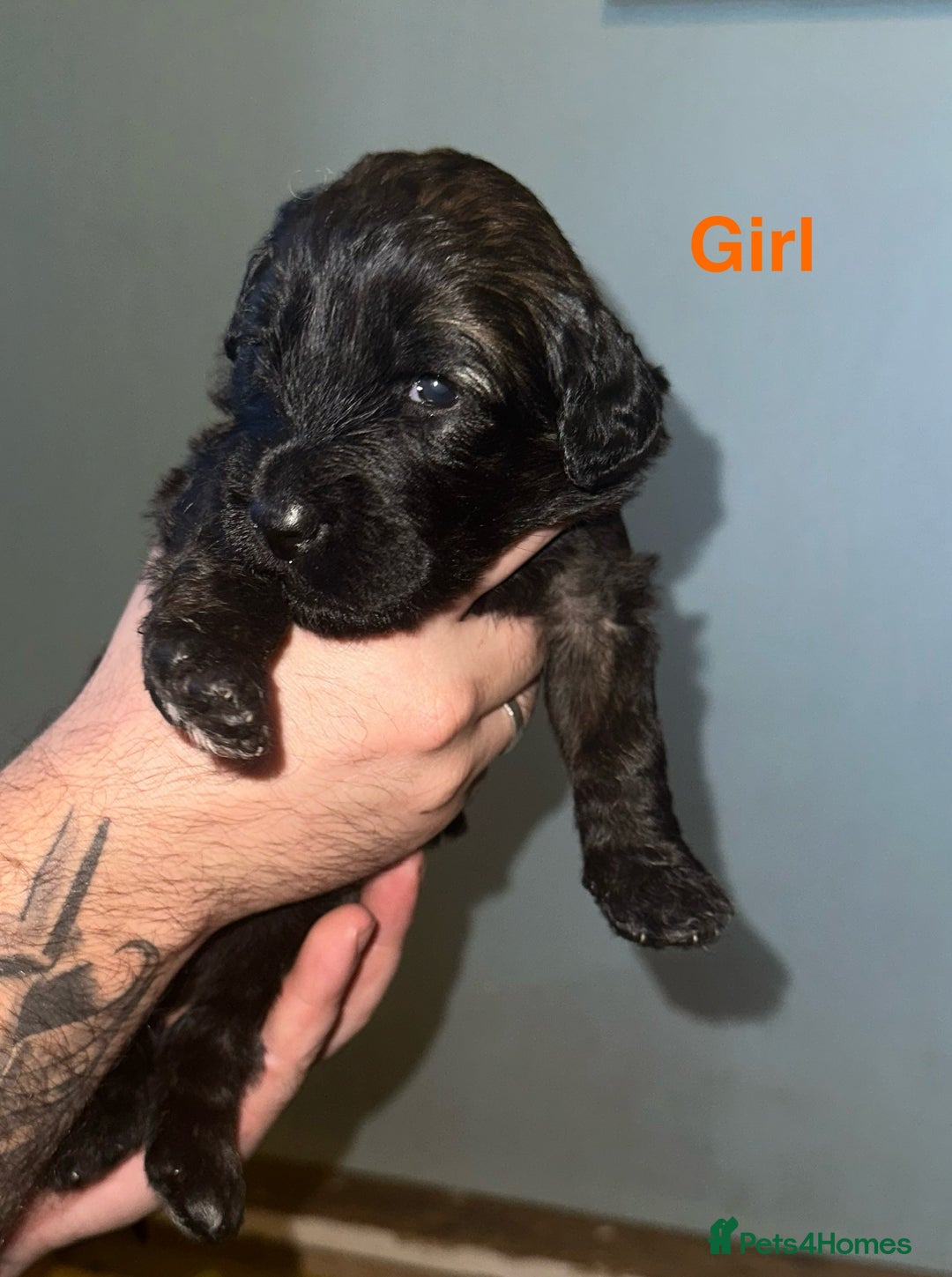 Mixed Breed dogs for sale: F1 Saint Berdoodles - Image 16