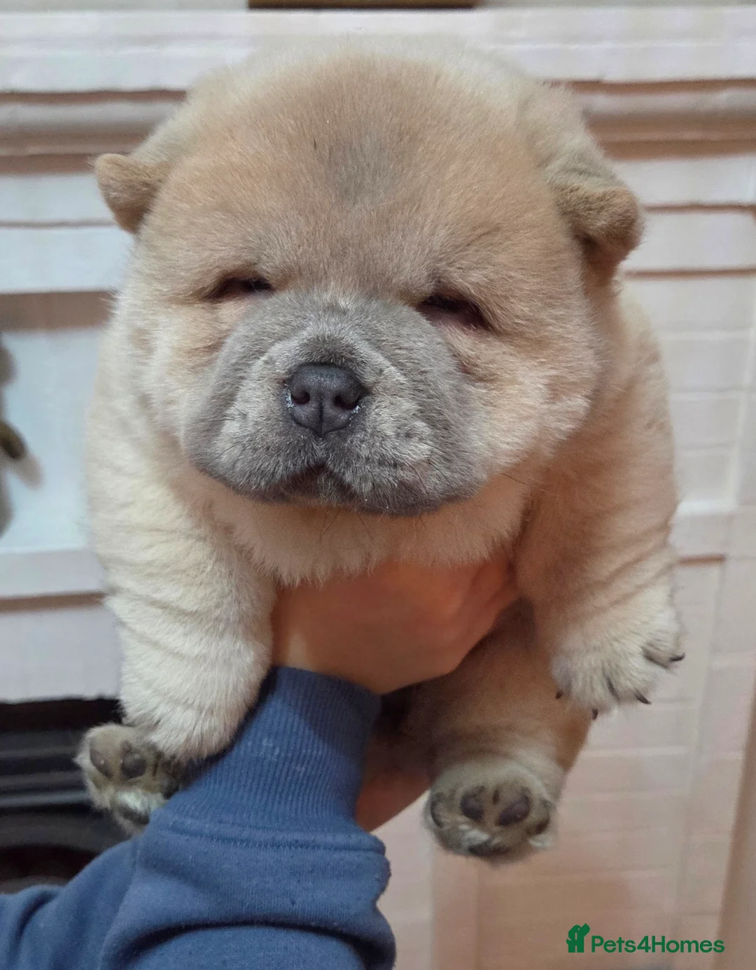 Chow Chow dogs for sale: Chow chow puppies  - Advert 6