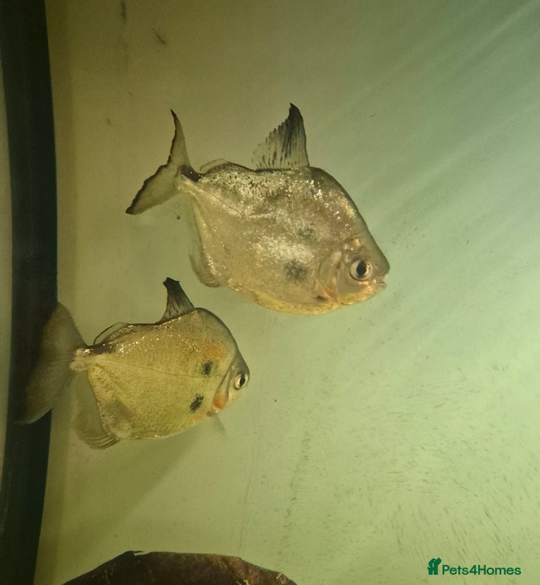 Tetras fish Tetras - Advert 14