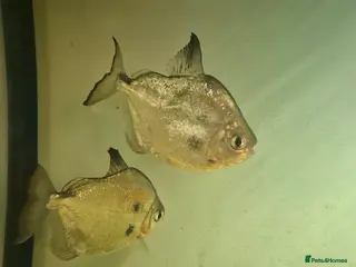 Tetras fish Tetras - Advert 14