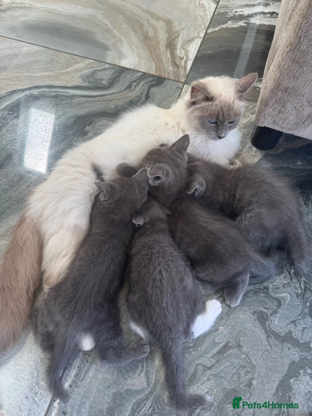 Ragdoll cats for sale: Smokey Grey Ragdoll X Kittens  - Advert 2