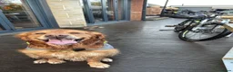 Golden Retriever dogs for stud: Beautiful Pure Golden Retriever FOR STUD - Advert 1
