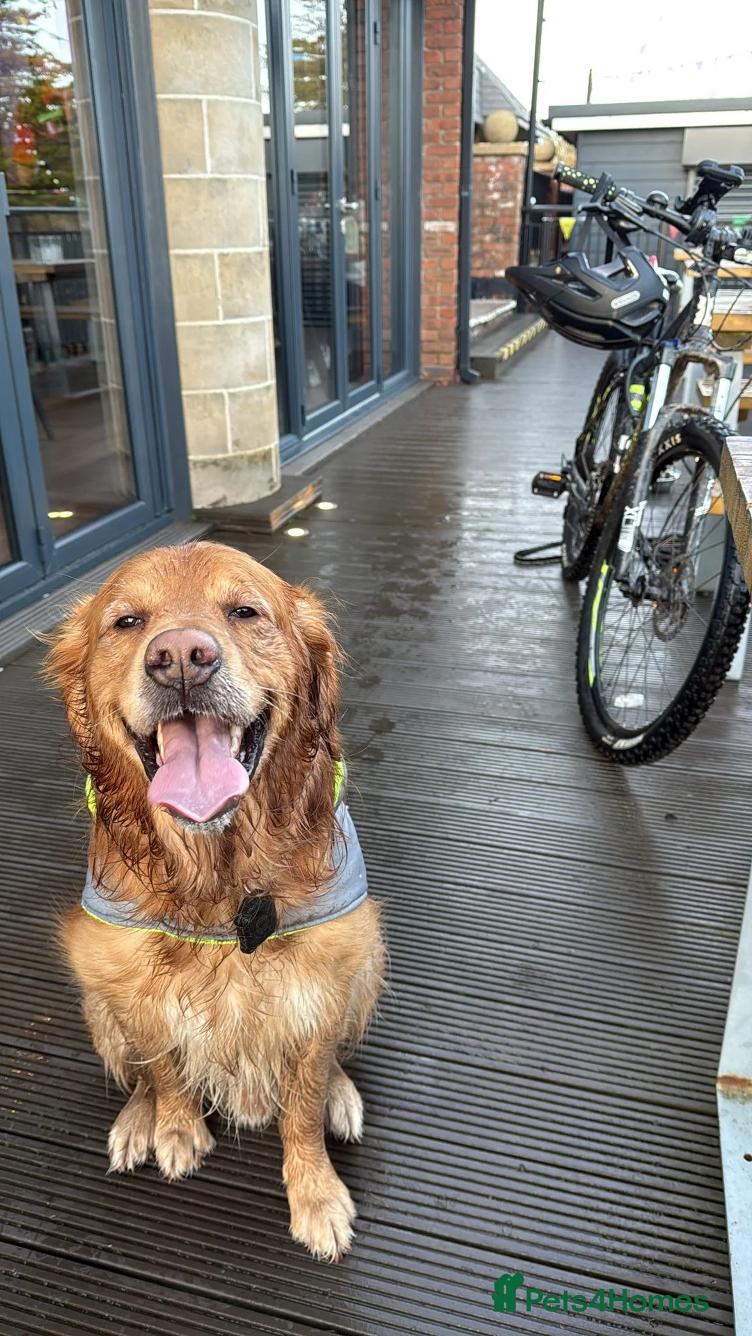 Golden Retriever dogs for stud: Beautiful Pure Golden Retriever FOR STUD - Advert 1