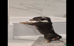 Miniature Dachshund dogs for stud: STUD  - Image 6