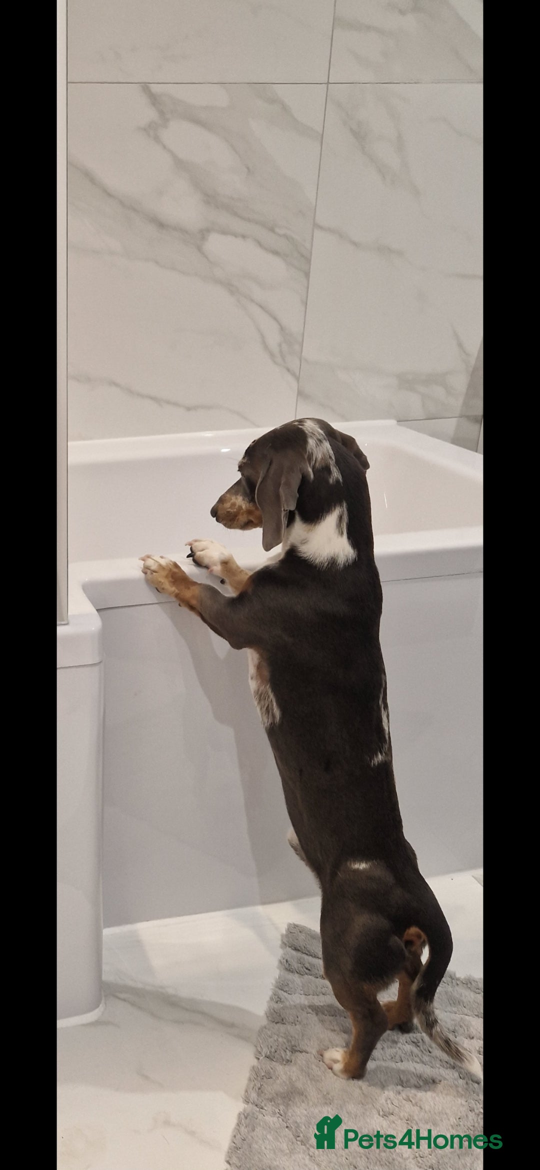 Miniature Dachshund dogs for stud: STUD  - Image 6